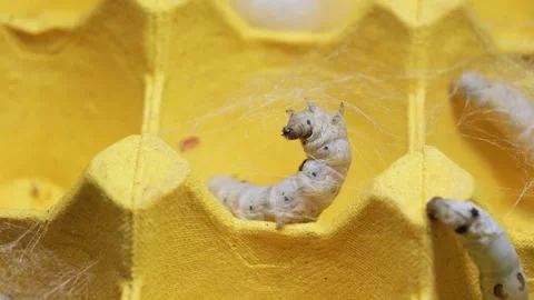The silkworm first starts to spin a hammock of silk to support the cocoon. Stock-Footage 276432527