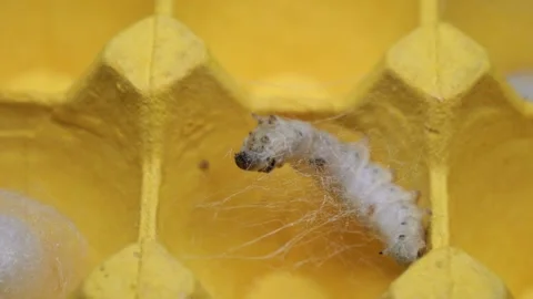 The silkworm first starts to spin a hammock of silk to support the cocoon. Stock-Footage 276432889