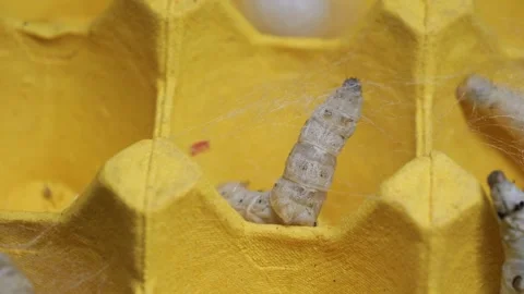The silkworm first starts to spin a hammock of silk to support the cocoon. Stock-Footage 276432904