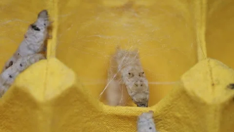 The silkworm first starts to spin a hammock of silk to support the cocoon. Stock-Footage 276432939