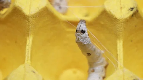 The silkworm first starts to spin a hammock of silk to support the cocoon. Видео 276432993