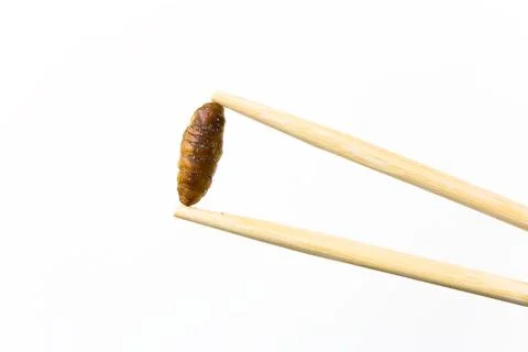 Silkworm fried with soy sauce between Chinese chopsticks. Stock Photos
