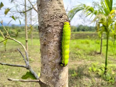 Silkworm green on the tree Stock Photos