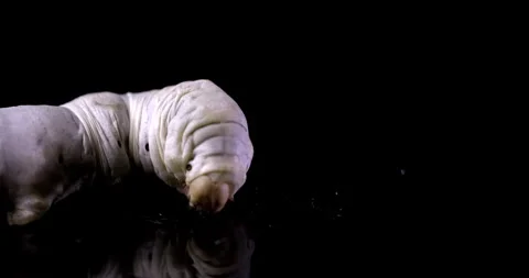 Silkworm isolated on black background, macro Stock Footage 293529425