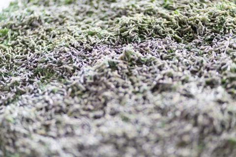 Silkworm Larvae in a  Rearing Bed Stock Photos