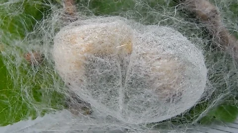 Silkworm making coocoon Stock Footage 122688847