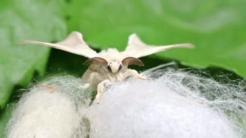 Silkworm Moth on Cocoon, Rotating Camera Time Lapse Stock Footage 310323907