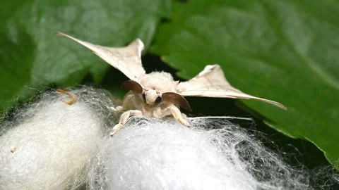Silkworm Moth on Cocoon, Rotating Camera Time Lapse Stock Footage 310741321