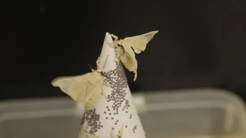 Silkworm moth on conic white paper moving wings attempt to fly and black Stock Footage 144966584