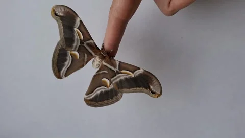 Silkworm moth emerges from cocoon on a finger and unfolds its wings in a ge.. Stock Footage 337351844