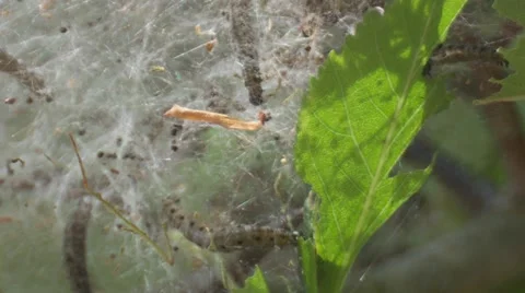 Silkworm moth Stock Footage 6732260