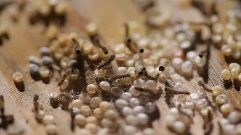 Silkworm Moth larvae hatching from eggs Video stock 60595557