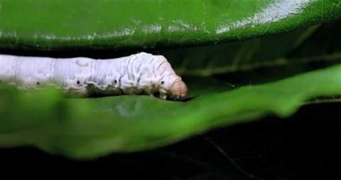 Silkworm in natural environment Stock Footage 293678826