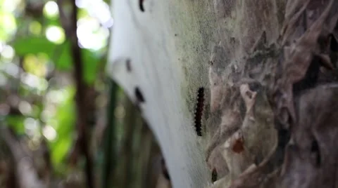 Silkworm nest in rainforest 2 Stock Footage 41857882