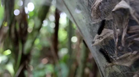 Silkworm nest in rainforest Stock Footage 41857888