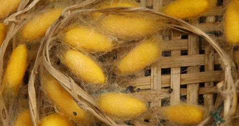 Silkworm nets, silk process,Silk thread details Stock Footage 139027512