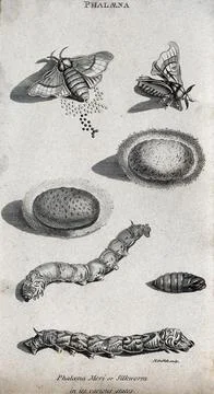 A silkworm (Phaloena mori) shown as imago, larva, pupa and egg. Etching by .. Stock Illustration