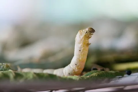 Silkworm Stock Photos