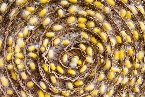 Silkworm Stock Photos