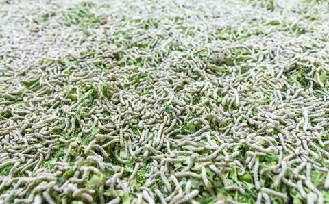 Silkworm Stock Photos