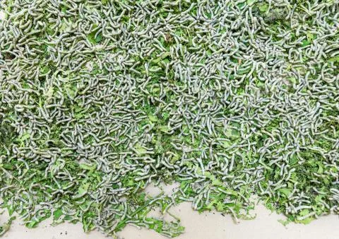 Silkworm Stock Photos