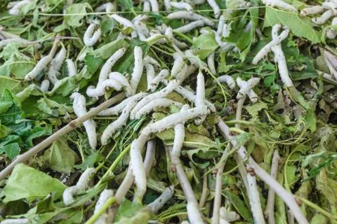 Silkworm Stock Photos