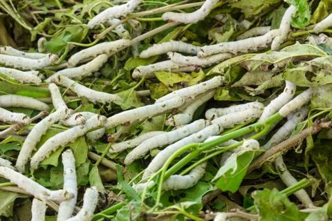 Silkworm Stock Photos