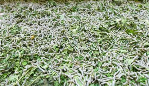 Silkworm Stock Photos