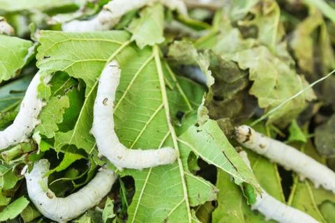 Silkworm Stock Photos