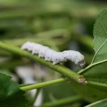 Silkworm Stock Photos