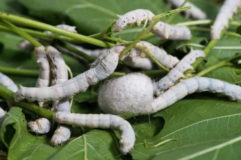 Silkworm Stock Photos