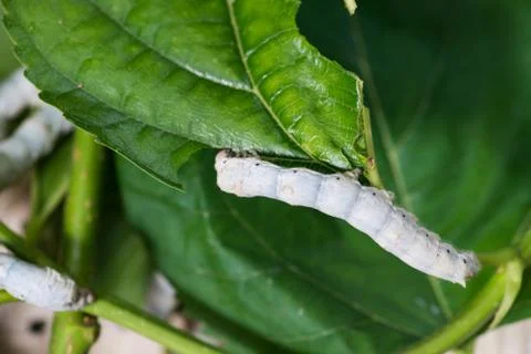 Silkworm Stock Photos