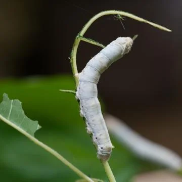 Silkworm Stock Photos