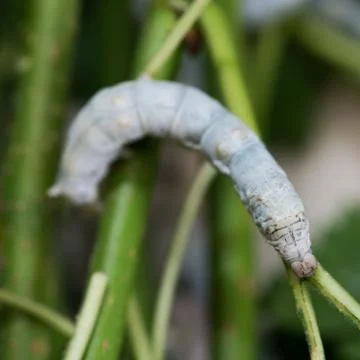 Silkworm Stock Photos