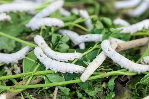 Silkworm Stock Photos