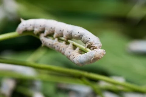 Silkworm Stock Photos