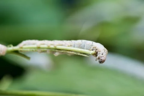 Silkworm Foto stock