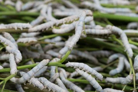 Silkworm Stock Photos