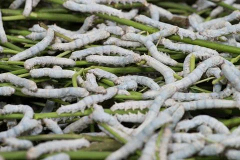 Silkworm Stock Photos