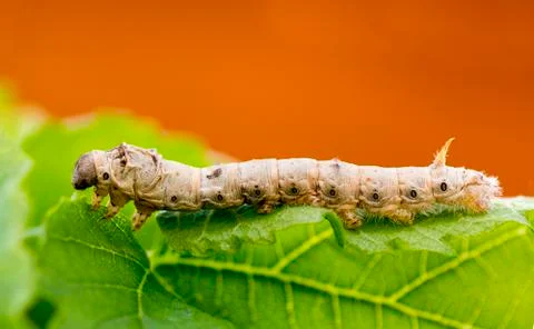 Silkworm Stock Photos