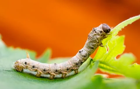 Silkworm Stock Photos