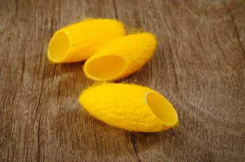 Silkworm Stock Photos