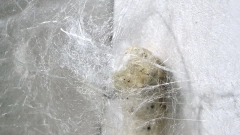 Silkworm Spinning Cocoon Extreme Macro Silk Thread Detail Stock Footage 329187166