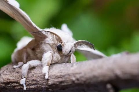 Silkworm on a Stick Stock Photos