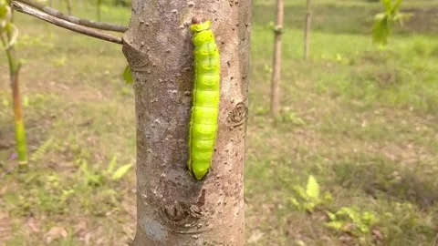 Silkworm on the tree in the garden Stock Footage 154613146