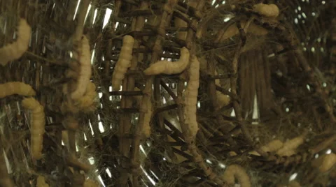 Silkworms aka Bombyx mori closeup at a silk farm in Siem Reap Cambodia Stock Footage 48007991