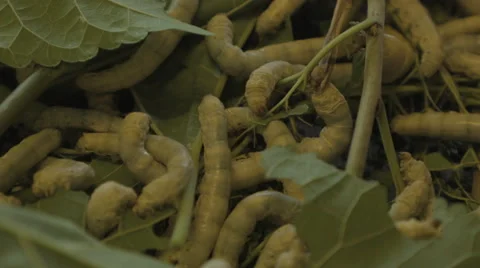 Silkworms aka Bombyx mori eating mulberry leaves Stock Footage 48007782