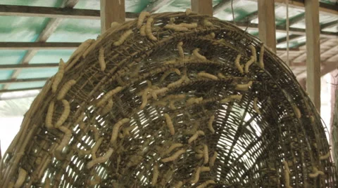 Silkworms aka Bombyx mori on a wicker platform at a silk farm in  Cambodia Stock Footage 48007878