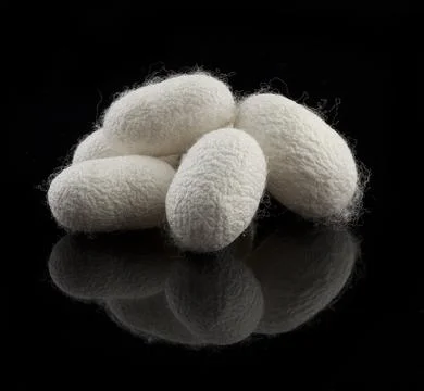 Silkworm's cocoon Stock Photos
