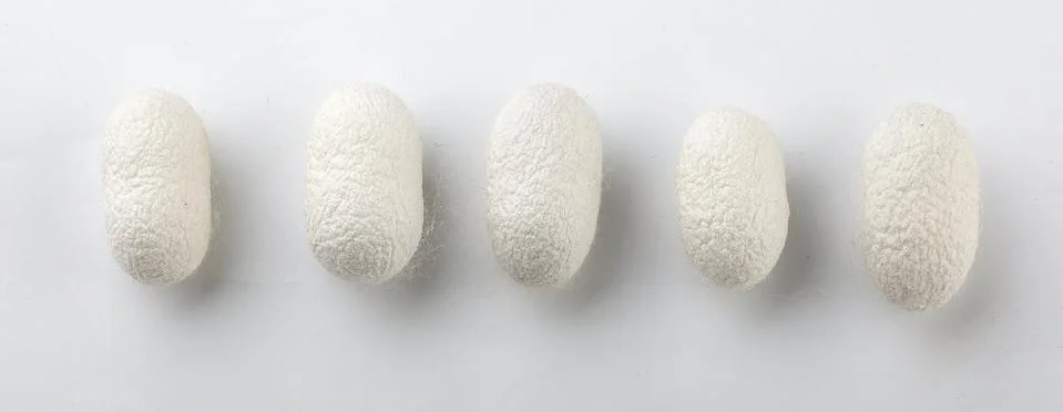 Silkworm's cocoon Stock Photos